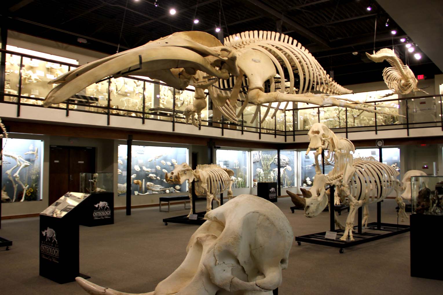 Museum full of animal skeletons