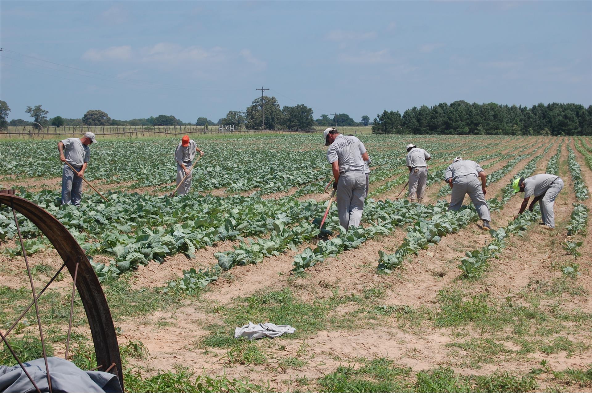 Inmates working in fields located at Howard McLeod Correctional Center in Atoka, Oklahoma.
