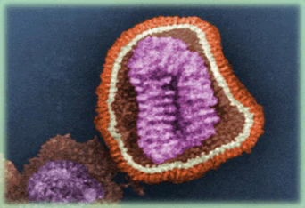 Flu virus image