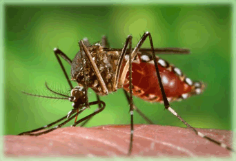 AD-Yellow Fever-Aedes-Mosq.gif