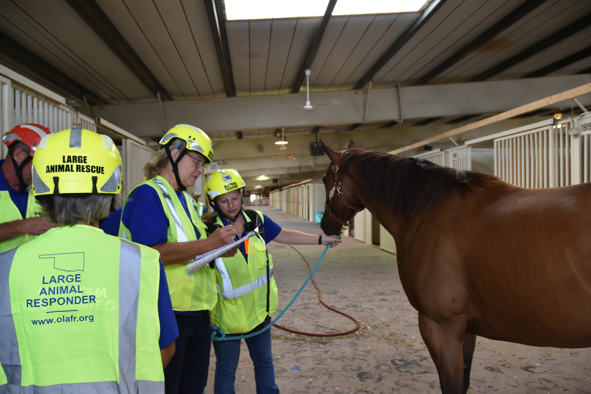 volunteers with the Large Animal Response Team assess a horse