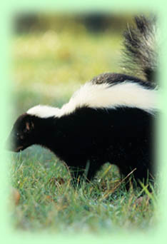 Skunk Rabies