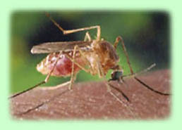 CDD - Mosquito