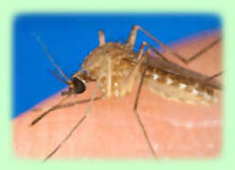 CDD - Mosquito