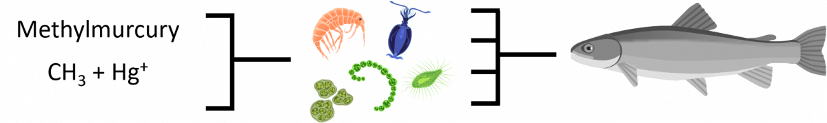 diagram showing cycle of food consisting of small fish, zooplankton, and methylmercury