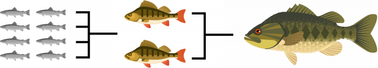 A diagram showing a food cycle of small fish to bigger fish denoting the process of contamination