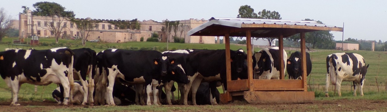 Jackie Brannon Correctional Center Dairy Herd