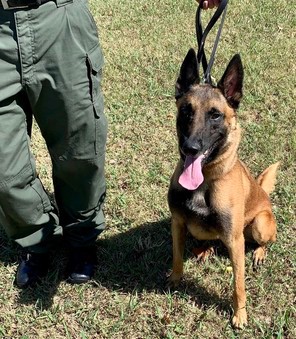 ODOC Belgian Malinois