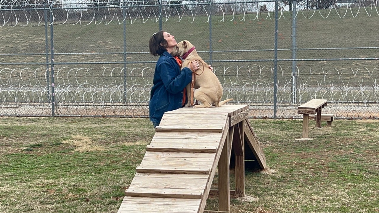 Dogs in training at MBCC