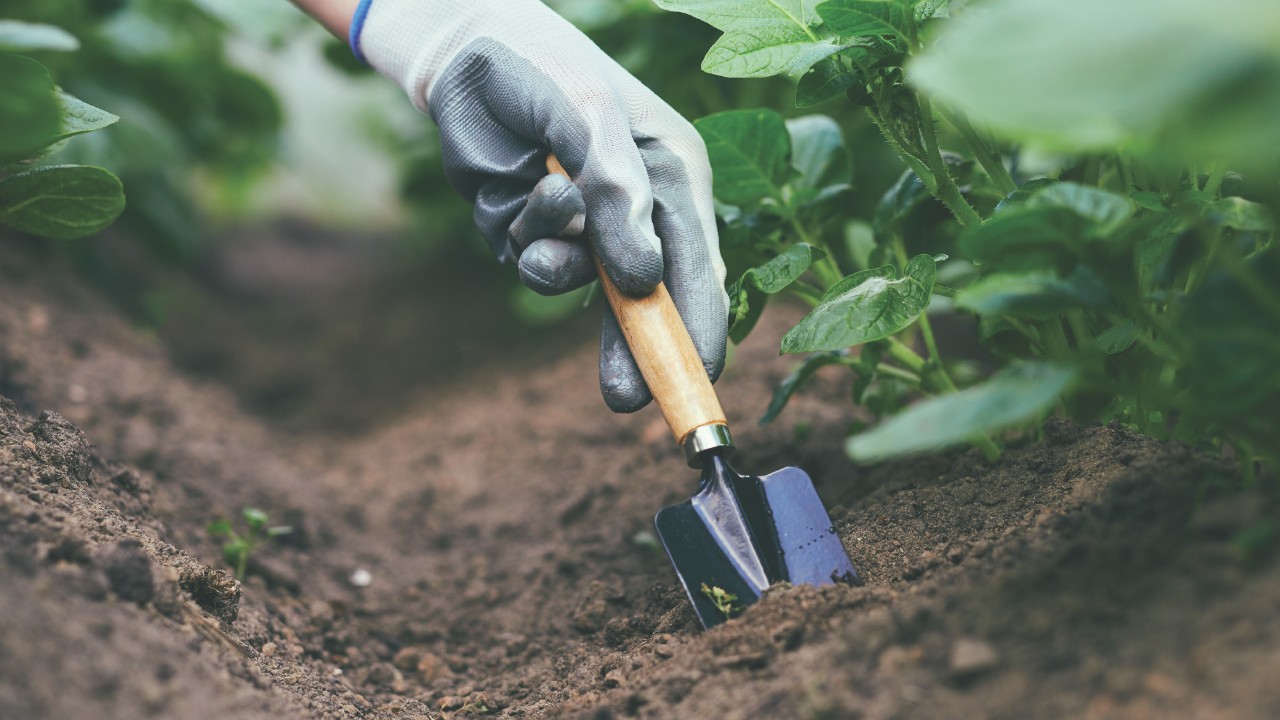 Person wearing gardening gloves using a small hand shovel to dig soil near green plants.