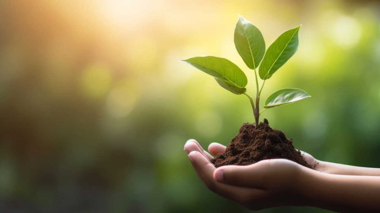 A seedling is seen atop a small mound of dirt nested in a pair of hands..