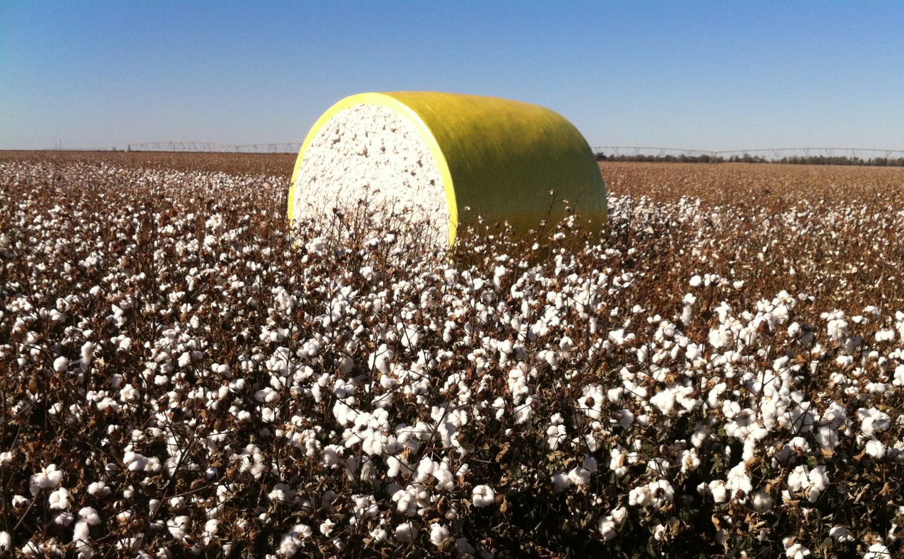 A bale of cotton bound with yellow plastic sits in a cotton field