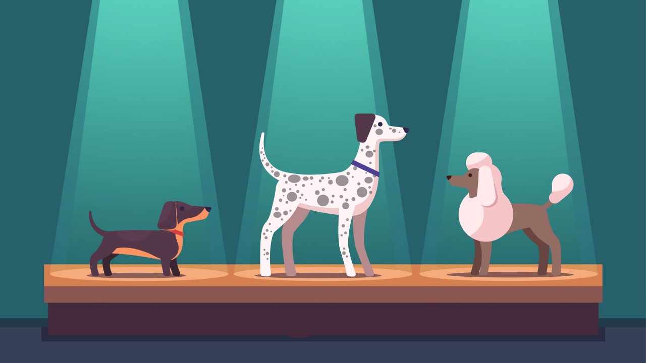 Dogs on winner pedestal with award ribbons at dog show. Dachshund, poodle & Dalmatian competition dog champions on podium under spotlights. Canine exhibition. Flat style vector isolated illustration