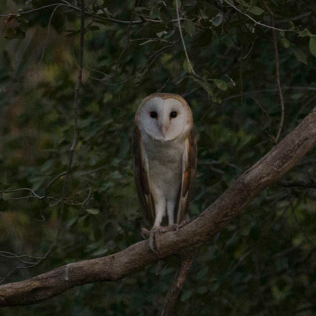 Owls