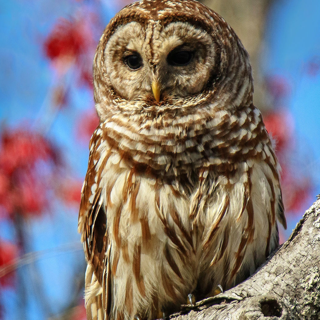 Owls