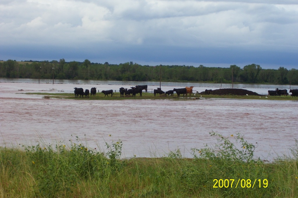 Cows surrounded by water