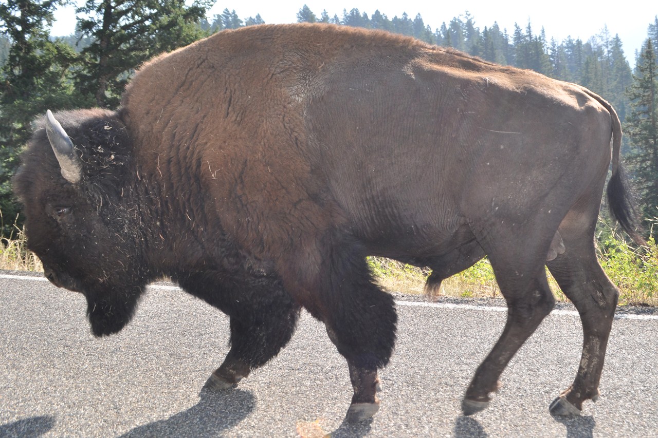 Bison walks on a road