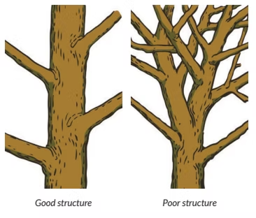 Tree Form Vs Structure Wildfire Prevention